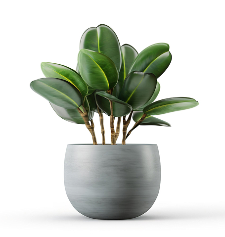 About outdoor plant.jpg